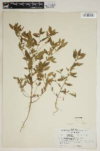 Acalypha gracilens image