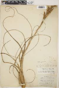 Tillandsia balbisiana image