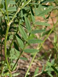 Astragalus laxmannii var. robustior image