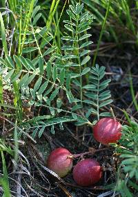 Image of Astragalus crassicarpus
