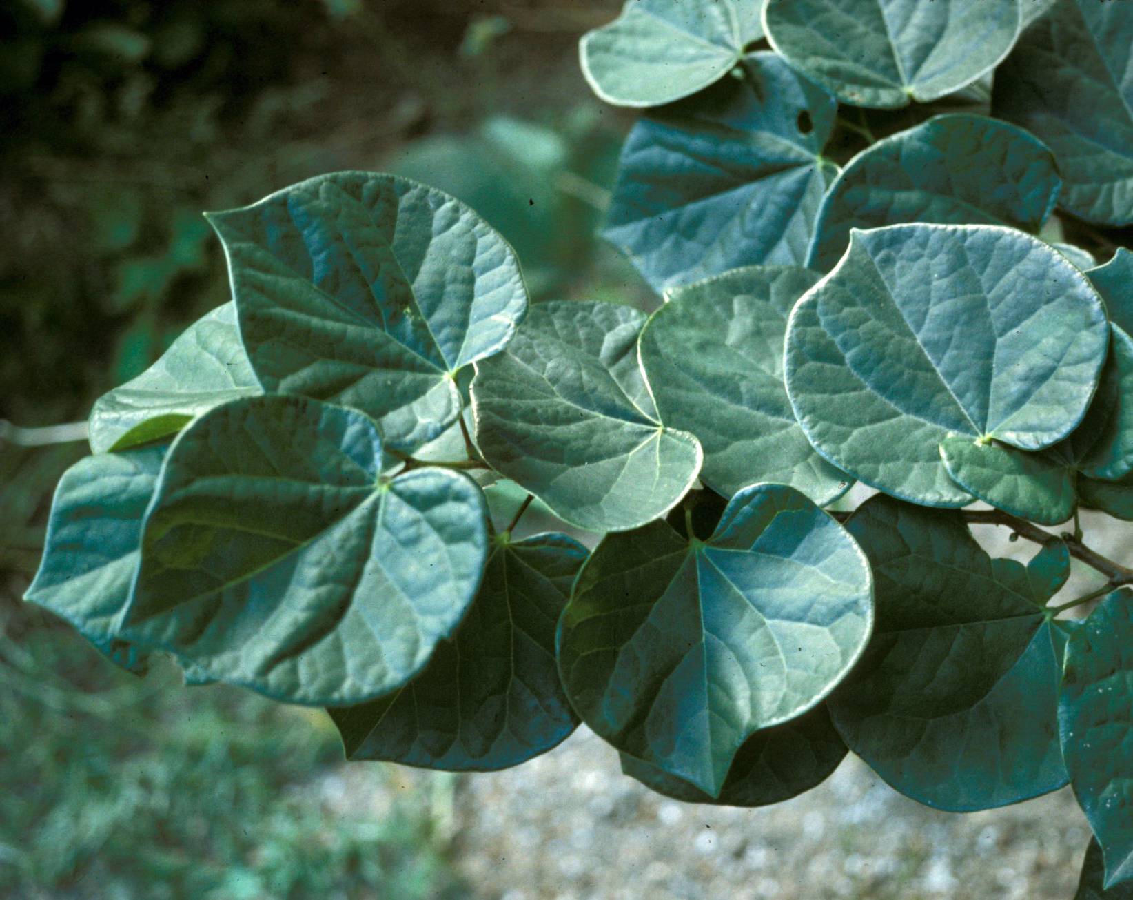 Cercis chinensis image