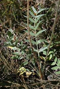 Oxytropis lambertii image