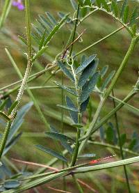 Vicia villosa subsp. varia image