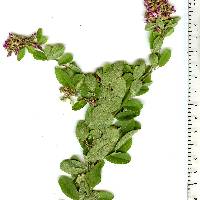 Lespedeza violacea image