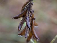 Crotalaria pallida image