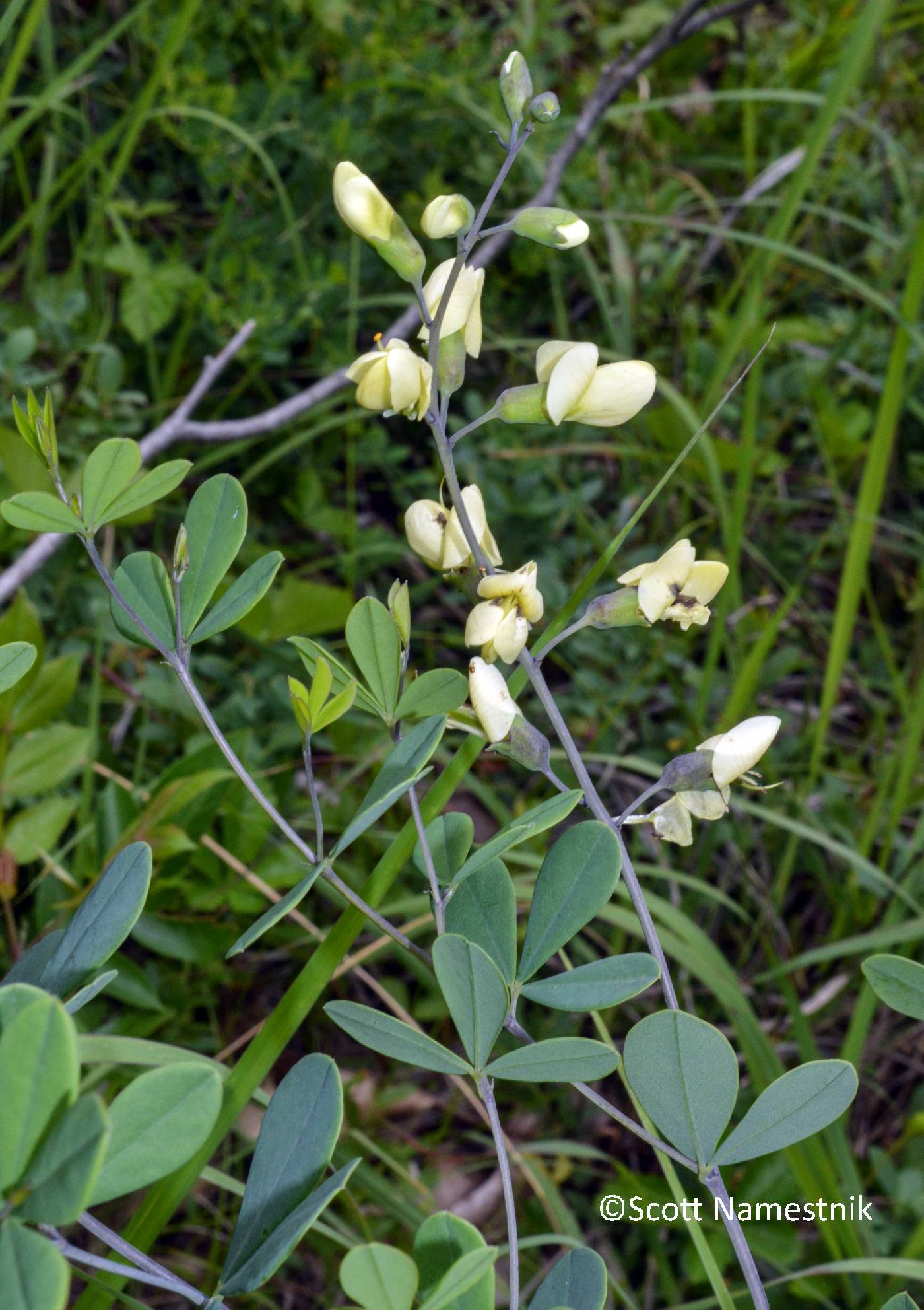 Baptisia × deamii image