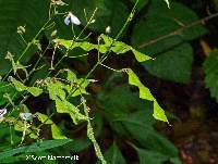 Desmodium perplexum image