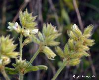 Lespedeza hirta image