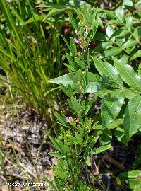 Lespedeza virginica image