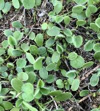 Trifolium subterraneum image