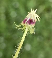 Trifolium subterraneum image