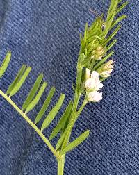 Vicia hirsuta image