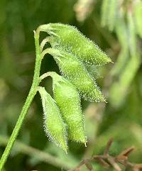 Vicia hirsuta image