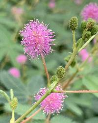 Mimosa pudica image