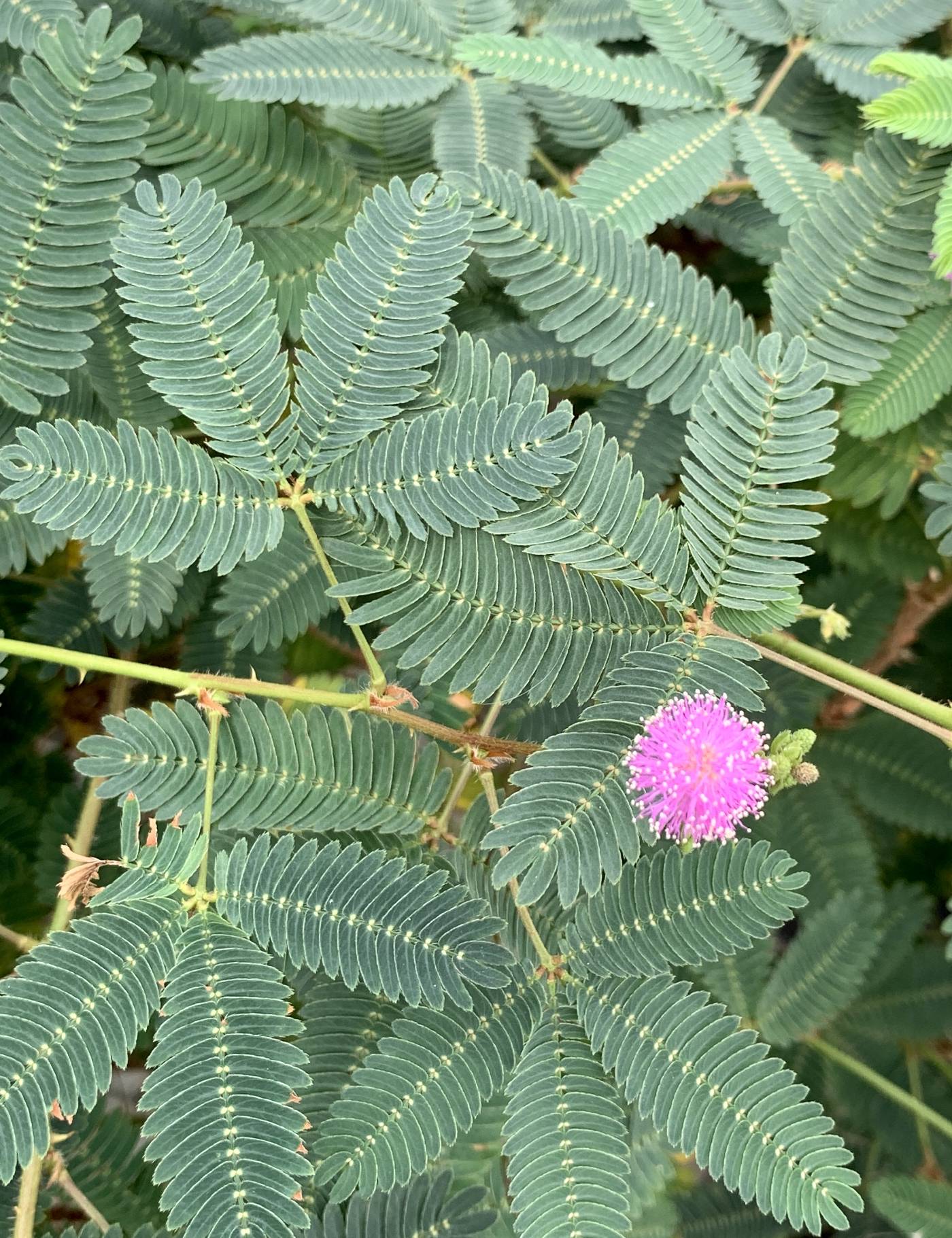 Mimosa pudica image