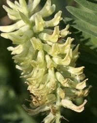 Astragalus canadensis image