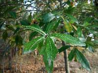 Image of Quercus hemisphaerica