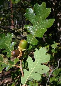 Image of Quercus gambelii