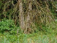 Image of Quercus palustris