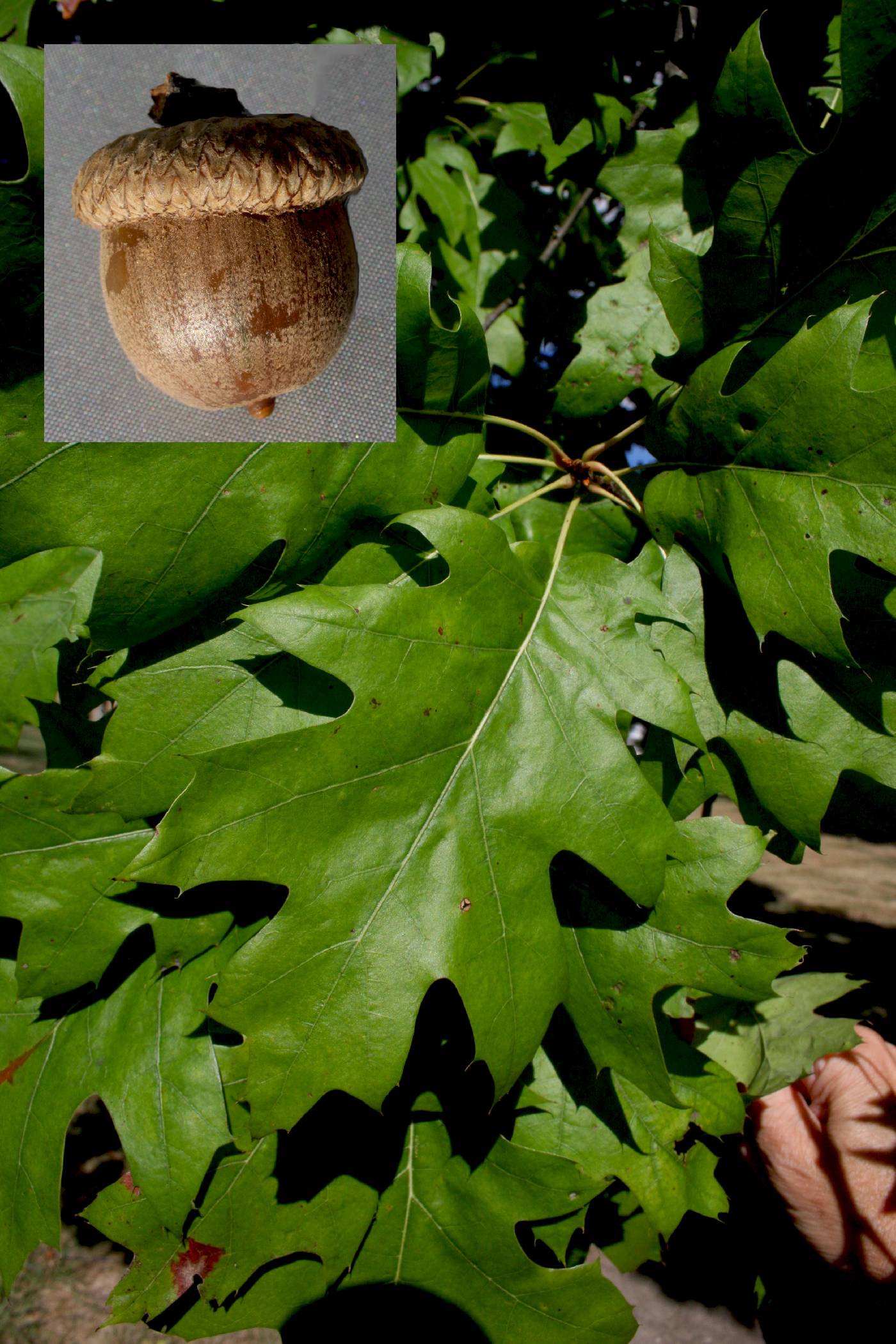 Quercus rubra image