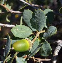 Quercus turbinella image