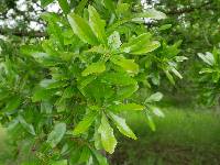 Image of Quercus sinuata