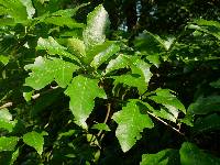 Image of Quercus × exacta