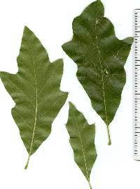 Quercus × exacta image