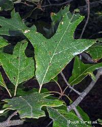 Image of Quercus falcata