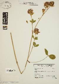 Trifolium badium image