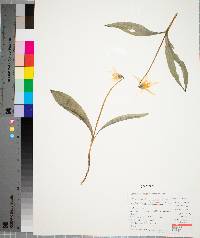 Erythronium albidum image