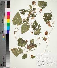 Humulus lupulus image