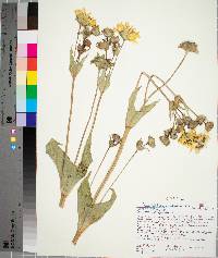 Silphium perfoliatum image