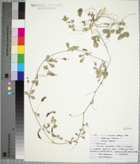 Medicago lupulina image