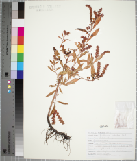 Penthorum sedoides image