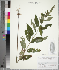 Teucrium canadense image