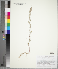 Chenopodium album image
