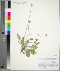 Taraxacum officinale image
