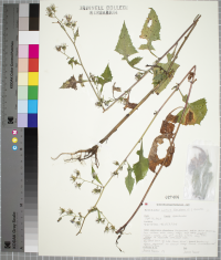 Lactuca floridana image