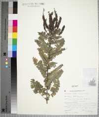Amorpha canescens image