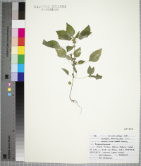 Acalypha rhomboidea image