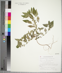Acalypha rhomboidea image