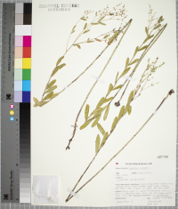 Euphorbia corollata image