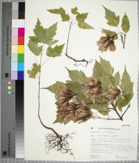Acer tataricum image