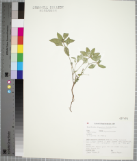 Euphorbia dentata image