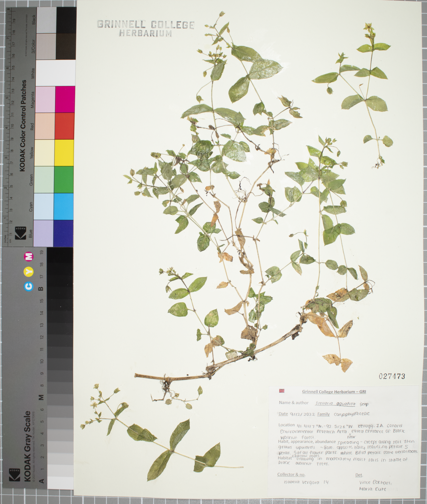 Stellaria aquatica image