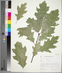 Quercus rubra image
