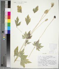 Anemone cylindrica image