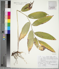 Maianthemum racemosum image