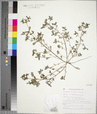 Portulaca oleracea image